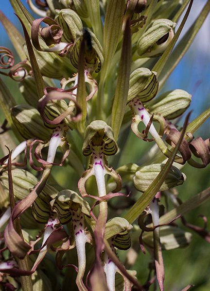 Himantoglossum hircinum